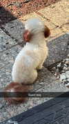 camilla_classy Altpins Profile Picture