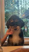 camilla_classy Altpins Profile Picture