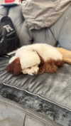 camilla_classy Altpins Profile Picture