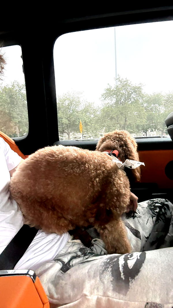 camilla_classy image ~ Altpins