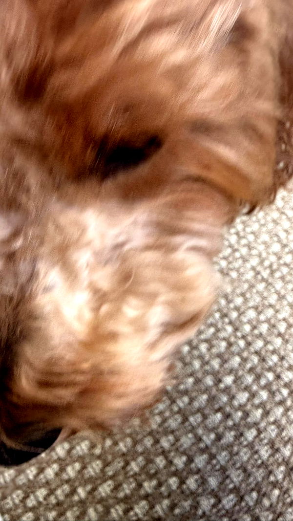 camilla_classy image ~ Altpins