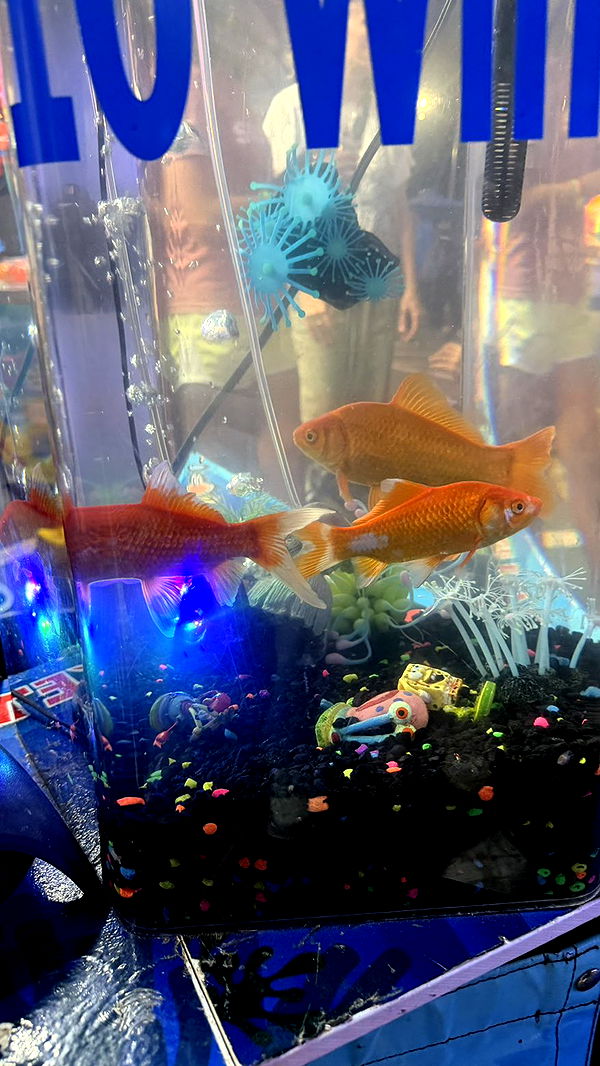 camilla_classy image ~ Altpins