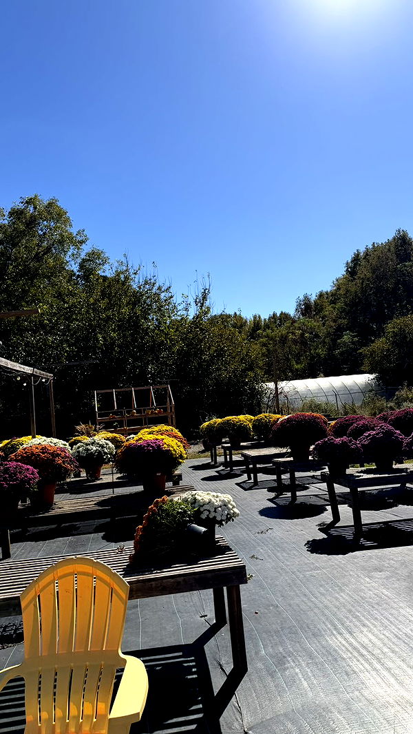 camilla_classy image ~ Altpins