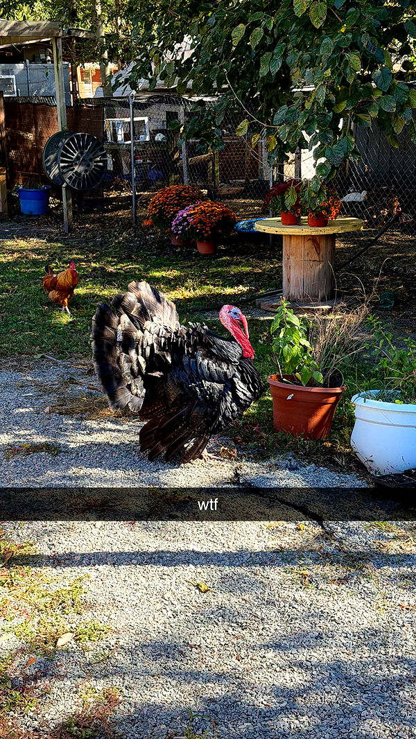 camilla_classy image ~ Altpins