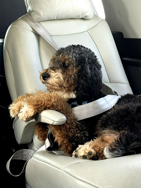 camilla_classy image ~ Altpins