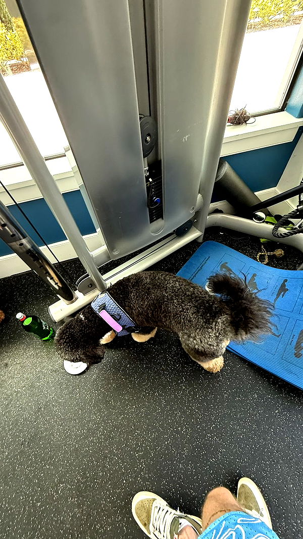 camilla_classy image ~ Altpins