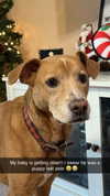 carlyhartxx Altpins Profile Picture