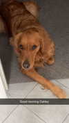 carlyhartxx Altpins Profile Picture