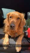 carlyhartxx Altpins Profile Picture