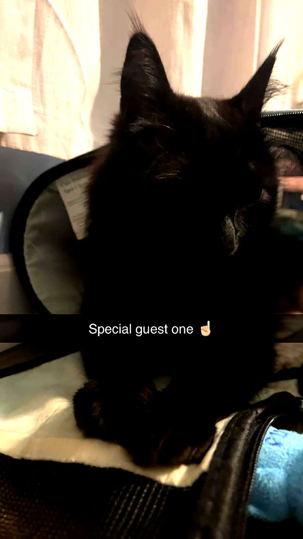 carmmieecat image ~ Altpins