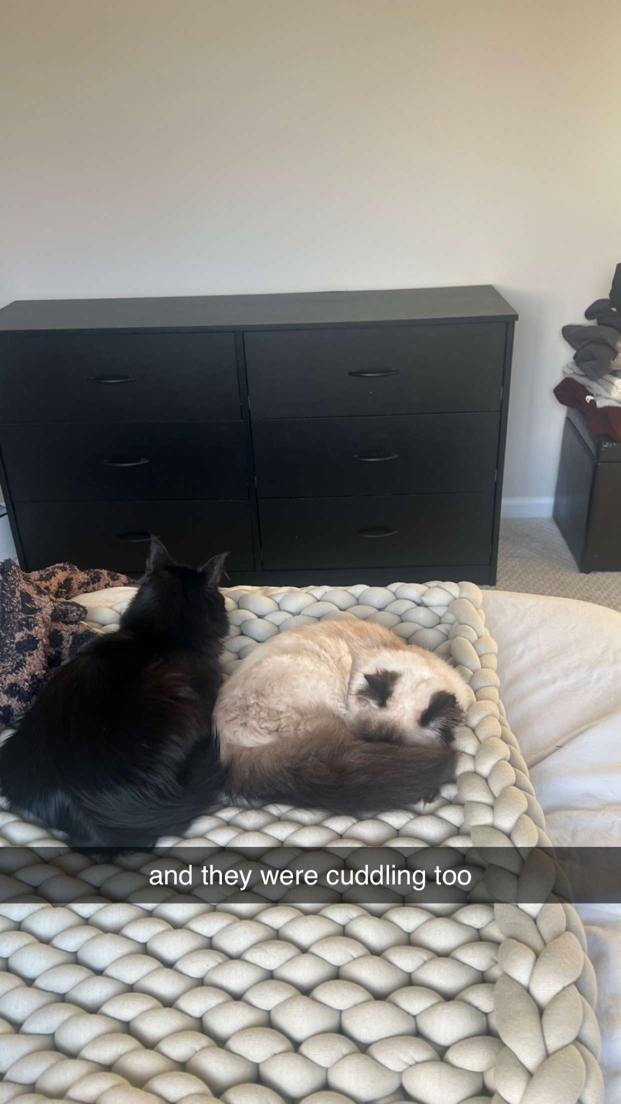 carmmieecat snapchat image archive image