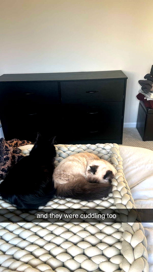 carmmieecat image ~ Altpins