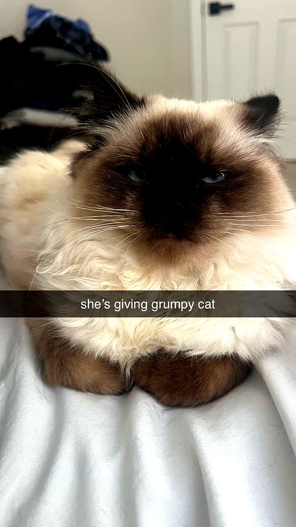 carmmieecat image ~ Altpins