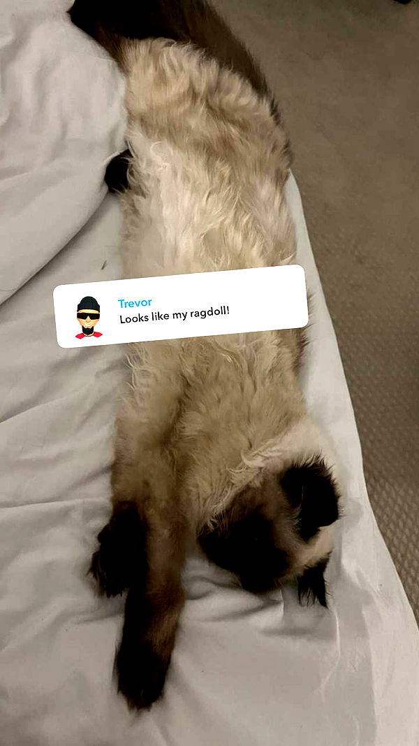 carmmieecat image ~ Altpins