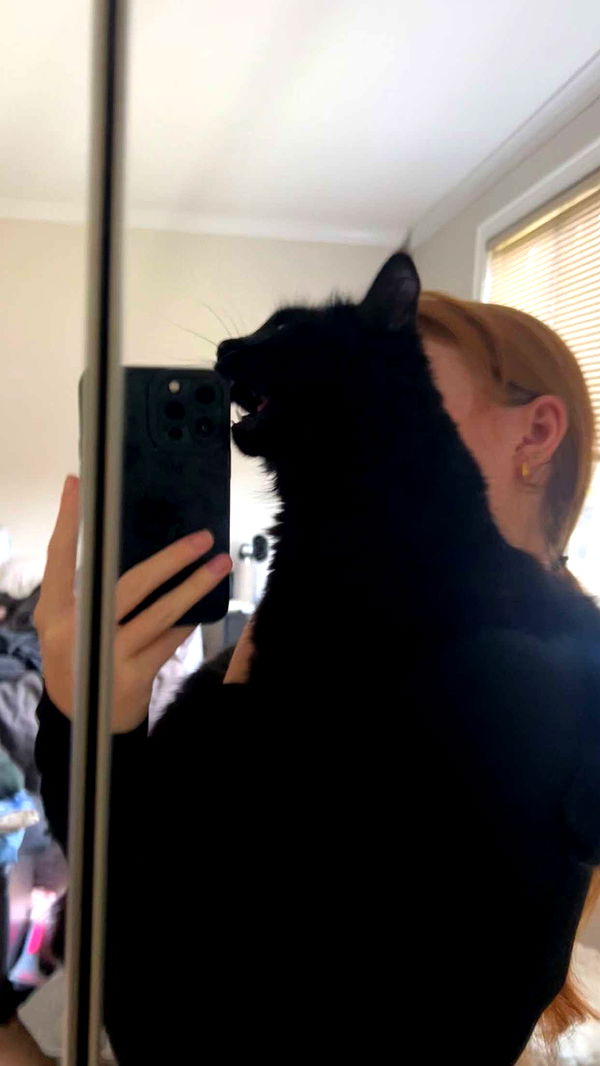 carmmieecat image ~ Altpins