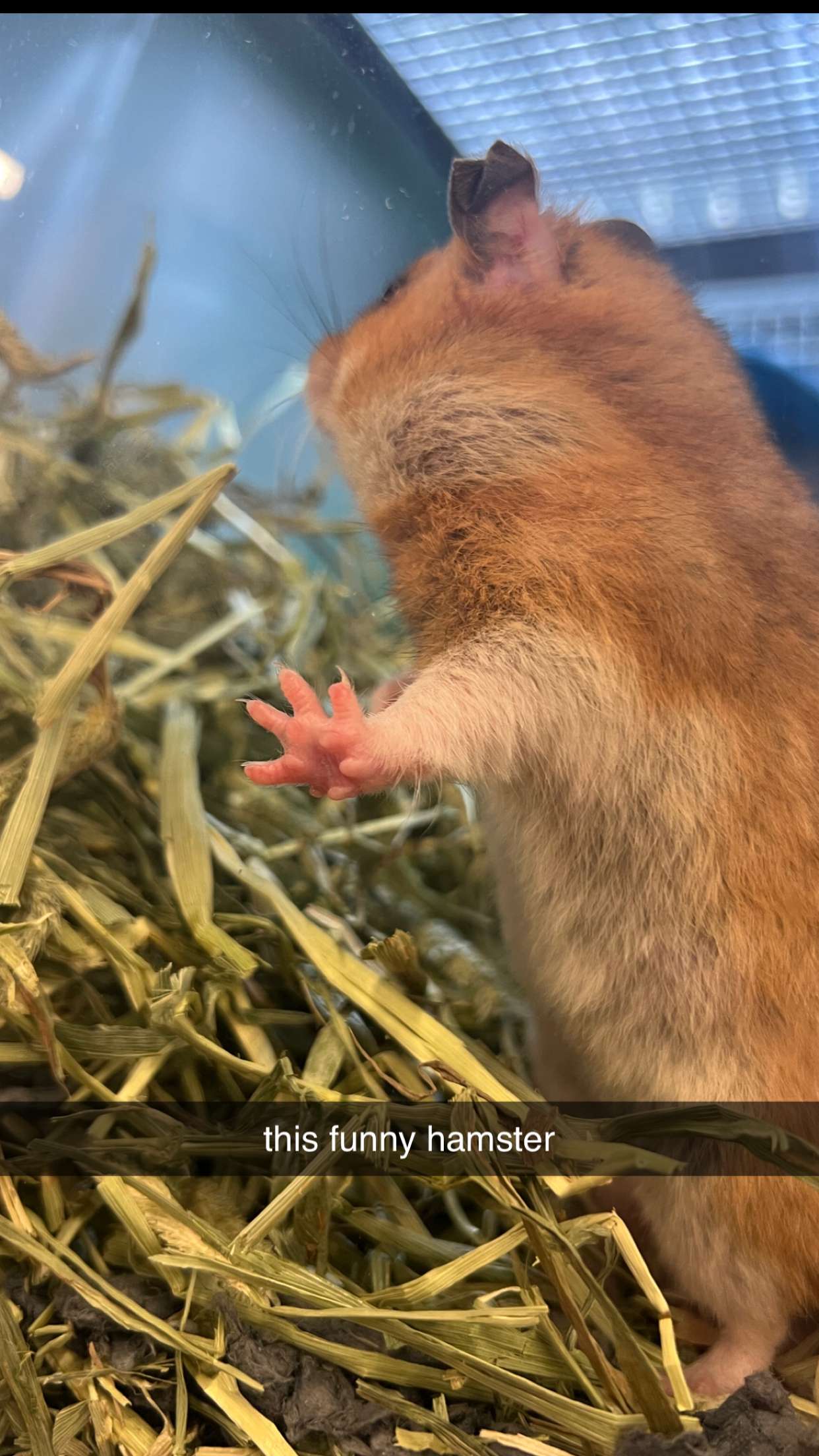 carmmieecat snapchat image archive image