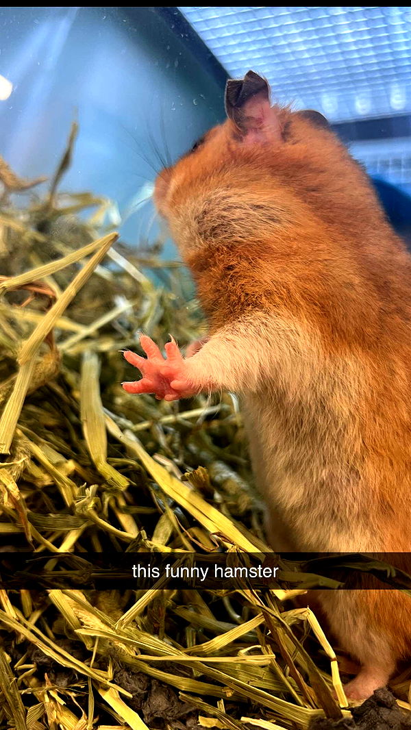 carmmieecat image ~ Altpins