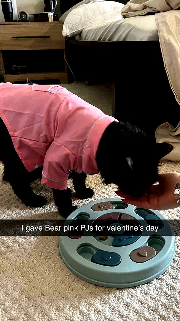 carmmieecat image ~ Altpins