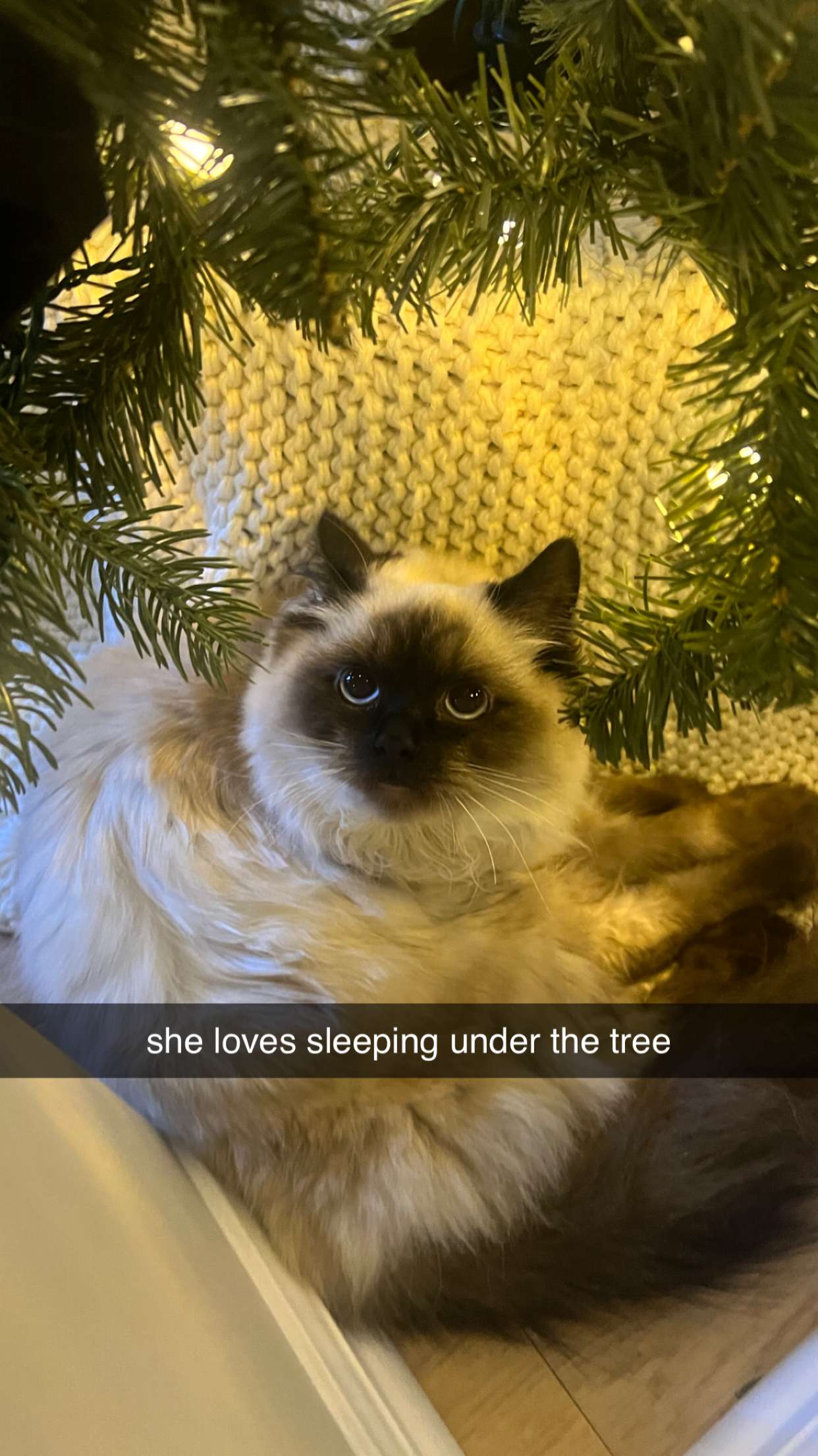 carmmieecat snapchat image archive image