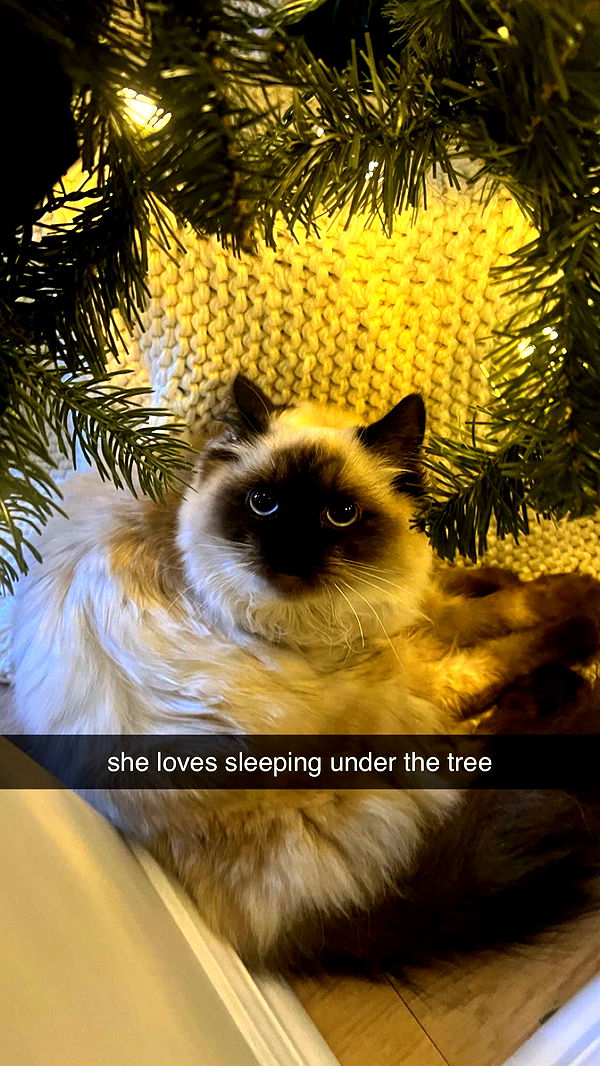 carmmieecat image ~ Altpins