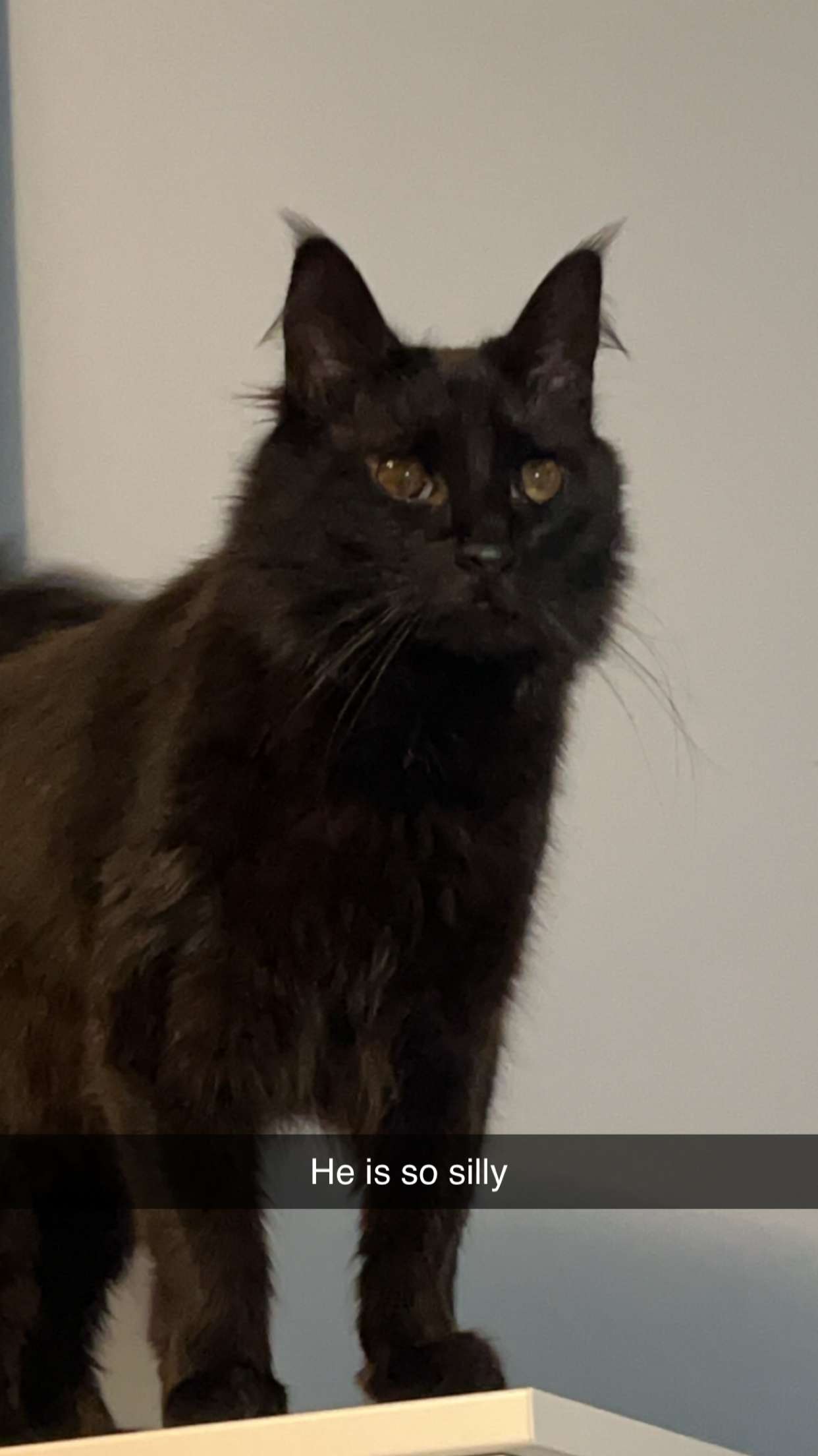 carmmieecat snapchat image archive image