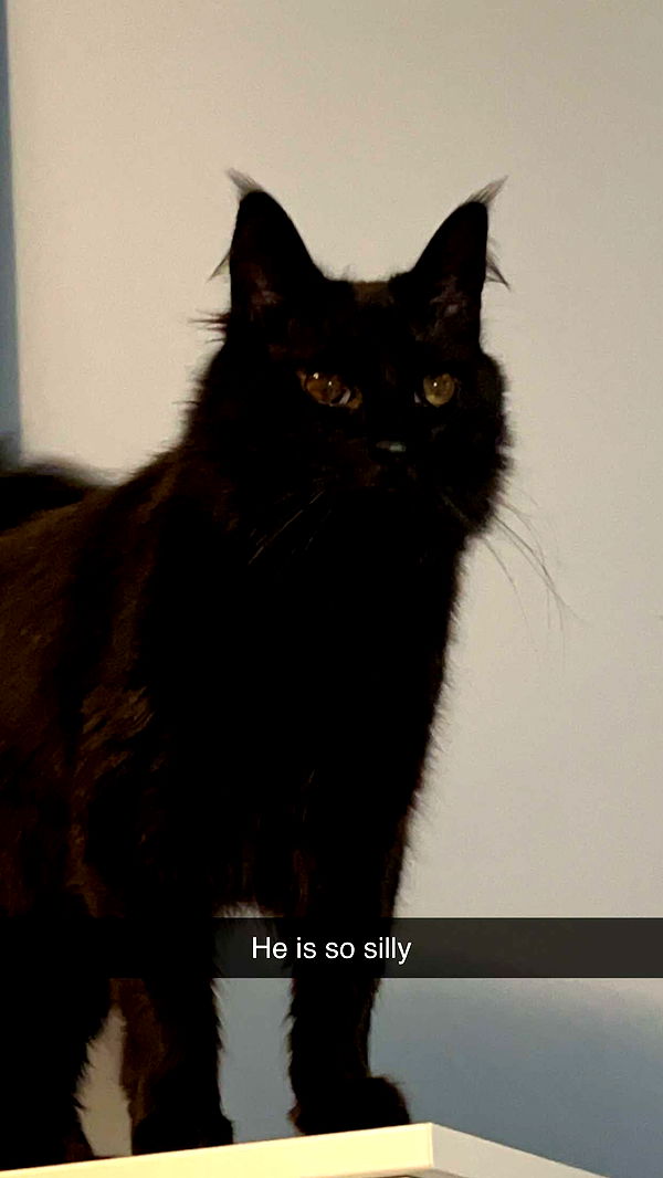 carmmieecat image ~ Altpins