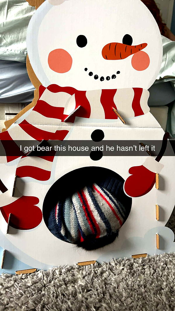 carmmieecat image ~ Altpins