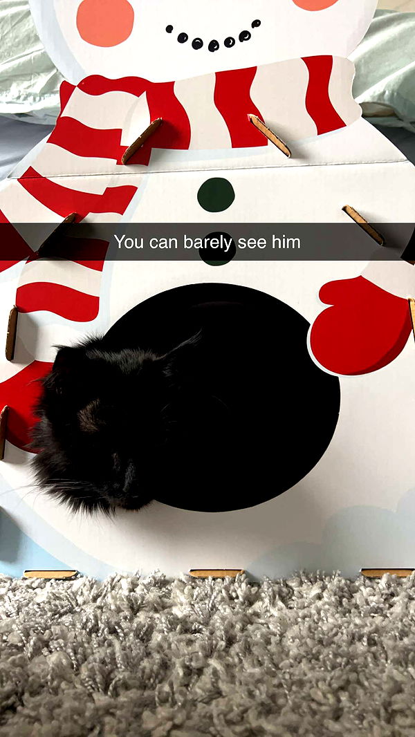 carmmieecat image ~ Altpins