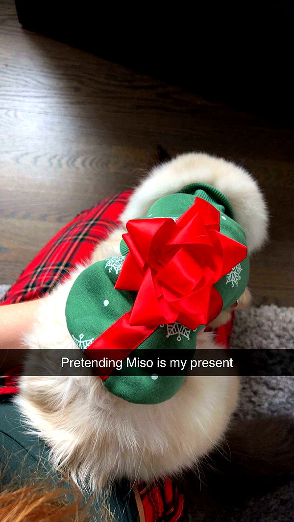 carmmieecat image ~ Altpins