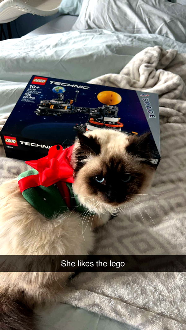 carmmieecat image ~ Altpins