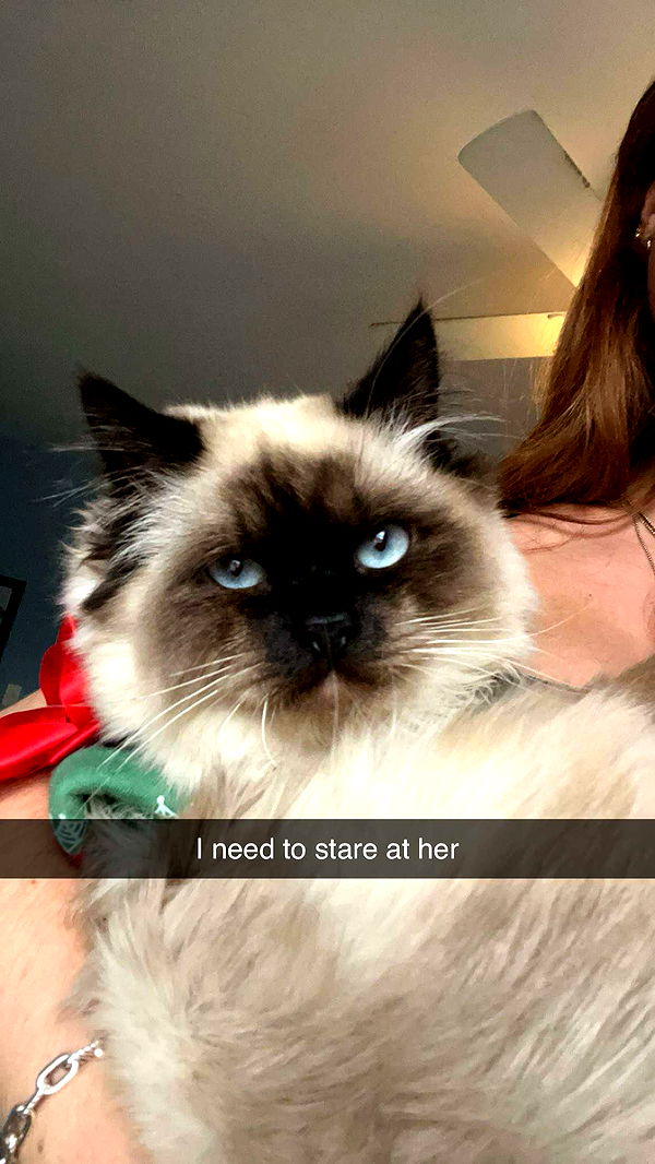 carmmieecat image ~ Altpins