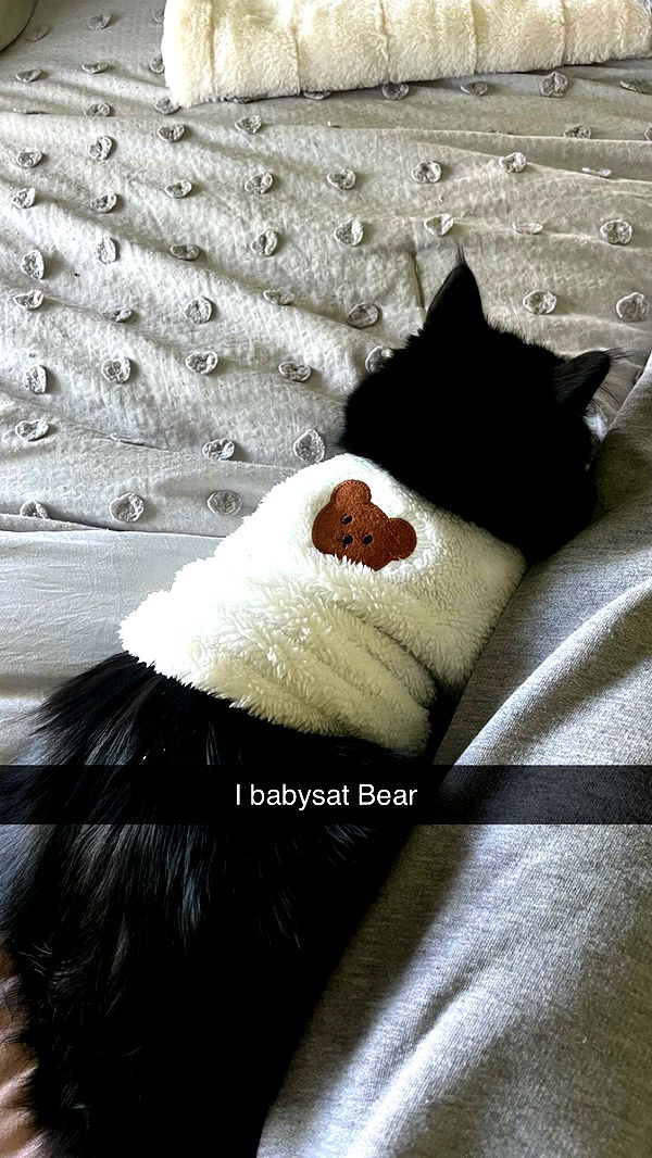 carmmieecat image ~ Altpins