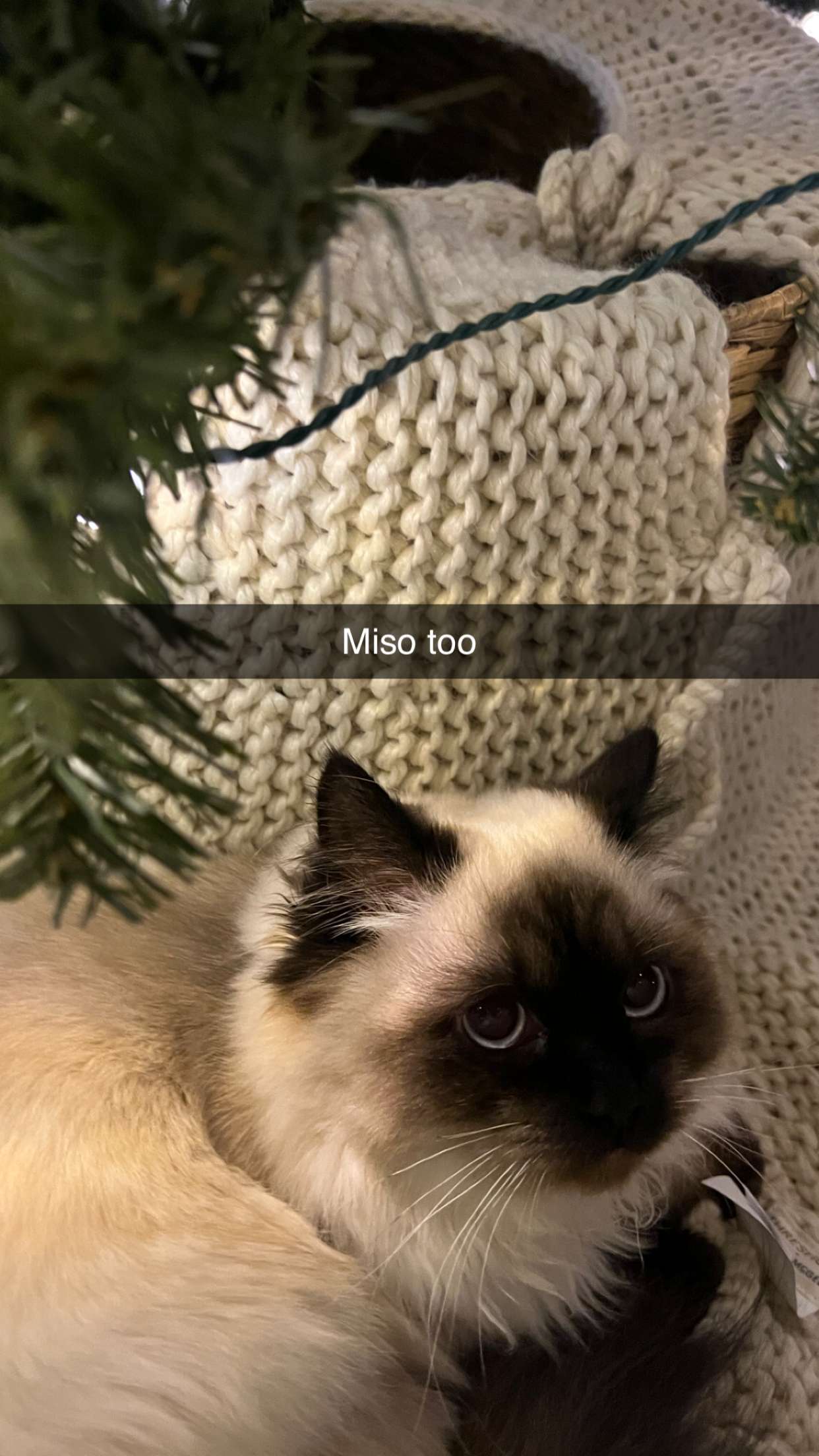 carmmieecat snapchat image archive image