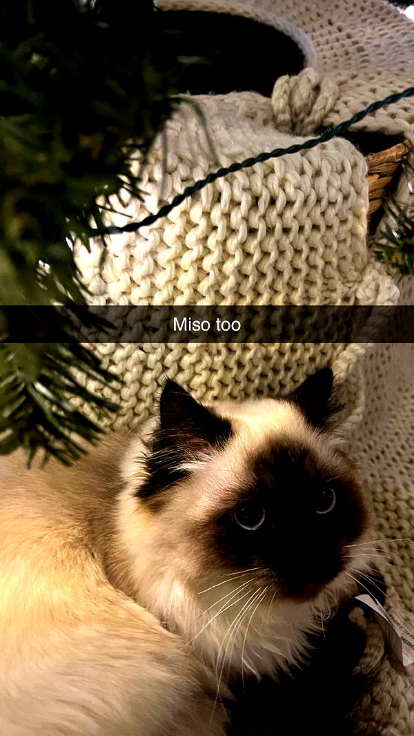 carmmieecat image ~ Altpins