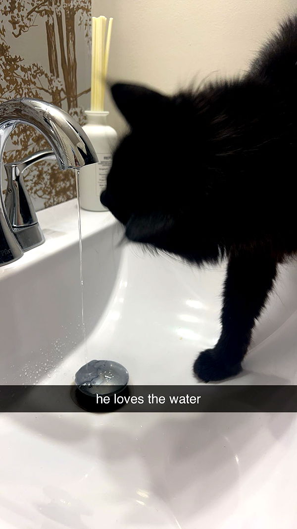 carmmieecat image ~ Altpins