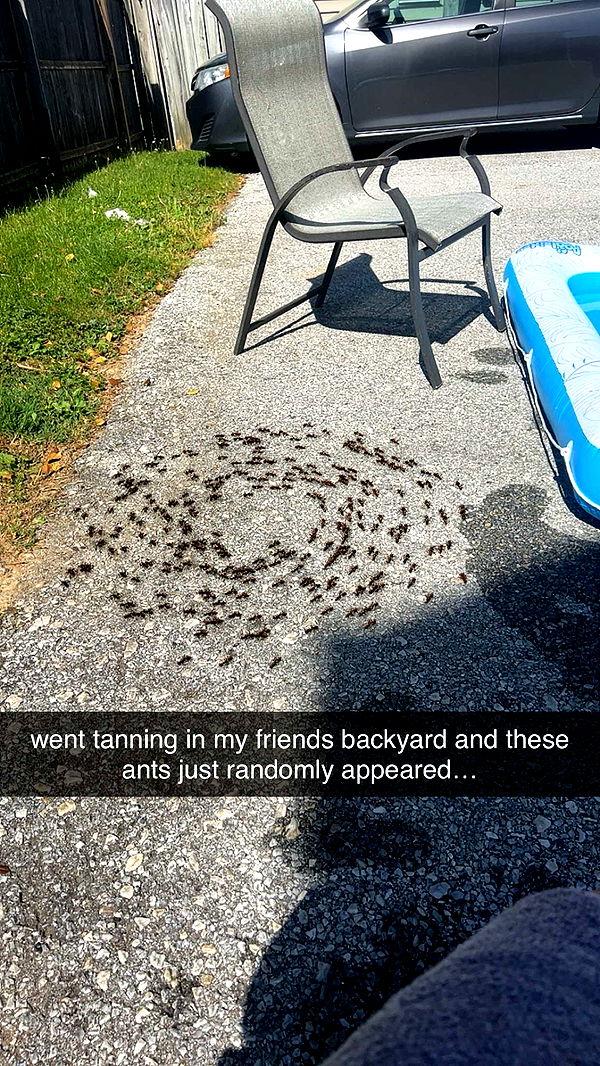 carmmieecat image ~ Altpins