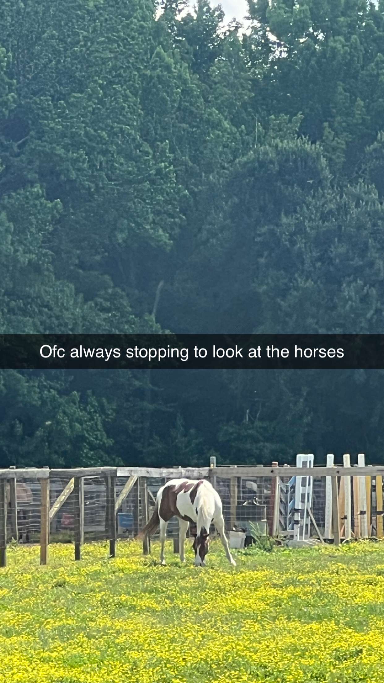 carmmieecat snapchat image archive image