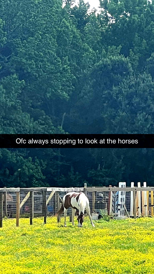 carmmieecat image ~ Altpins