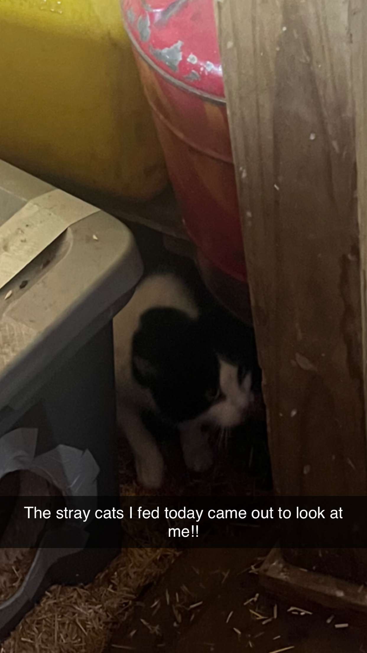 carmmieecat snapchat image archive image