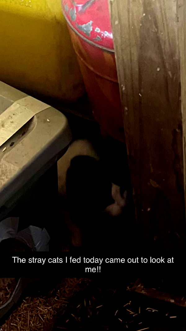 carmmieecat image ~ Altpins