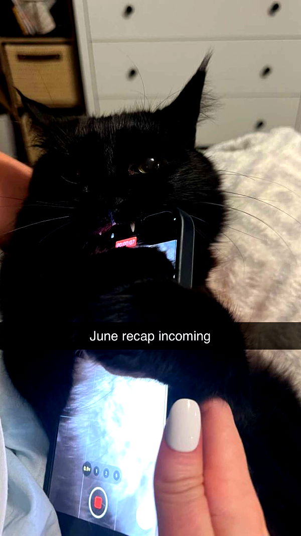 carmmieecat image ~ Altpins