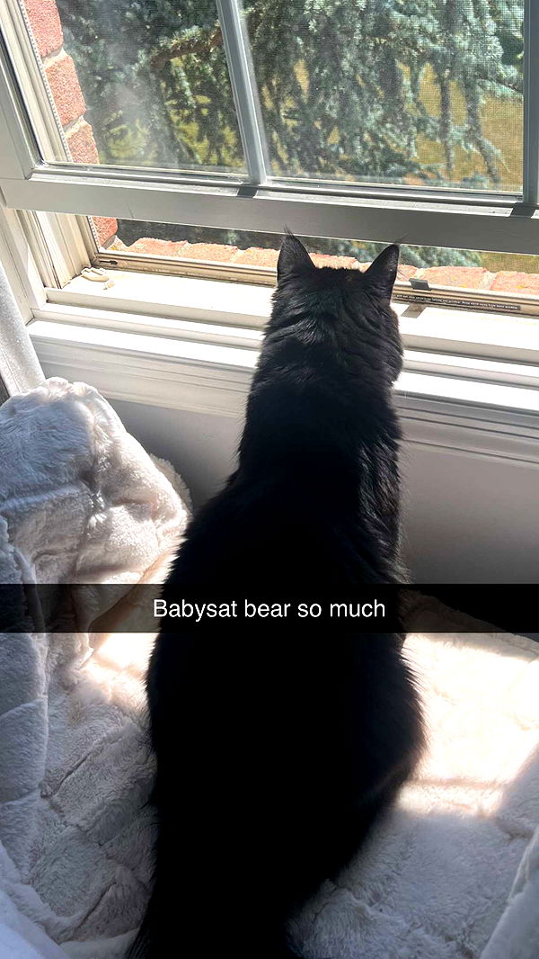 carmmieecat image ~ Altpins