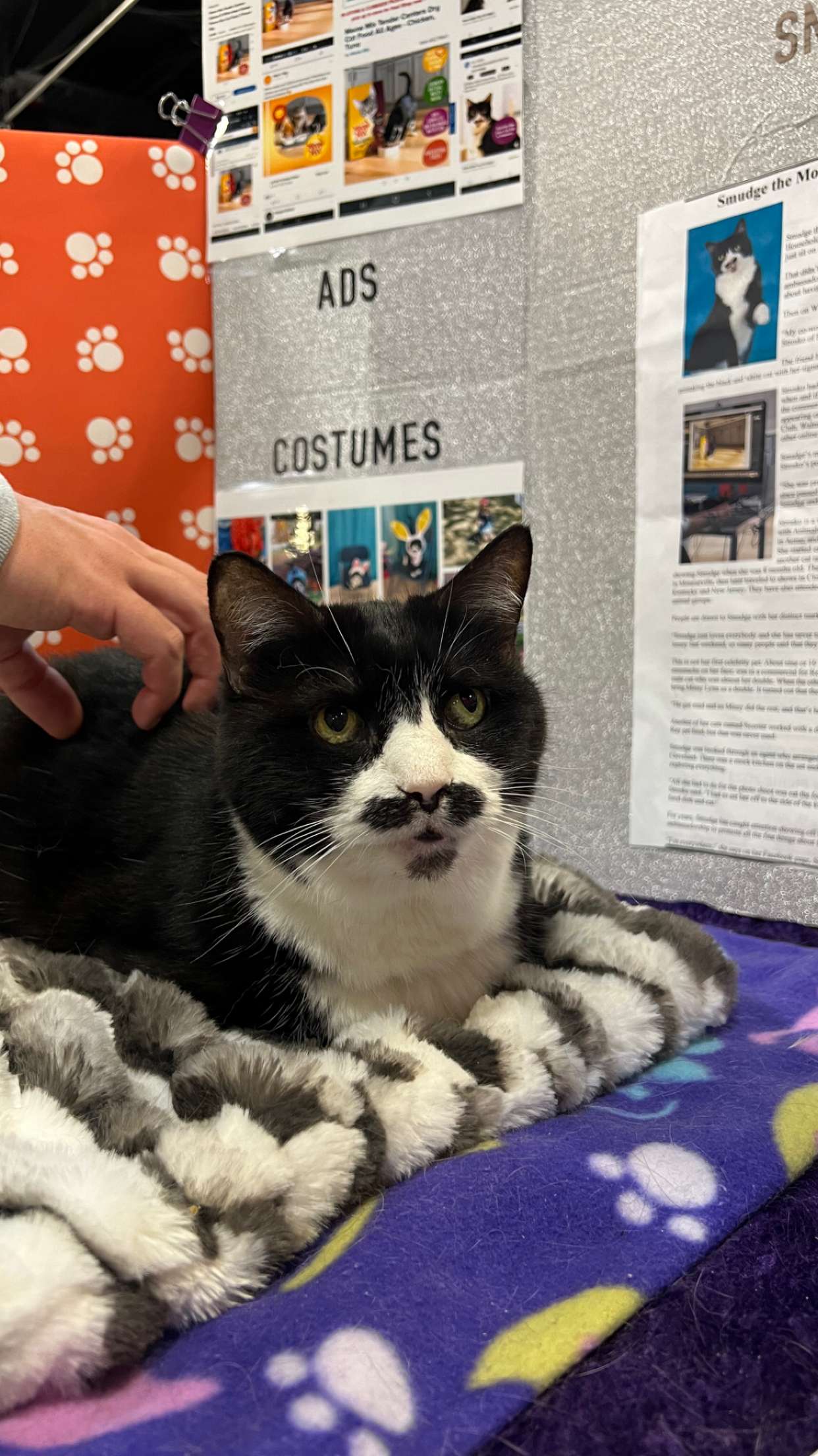 carmmieecat snapchat image archive image