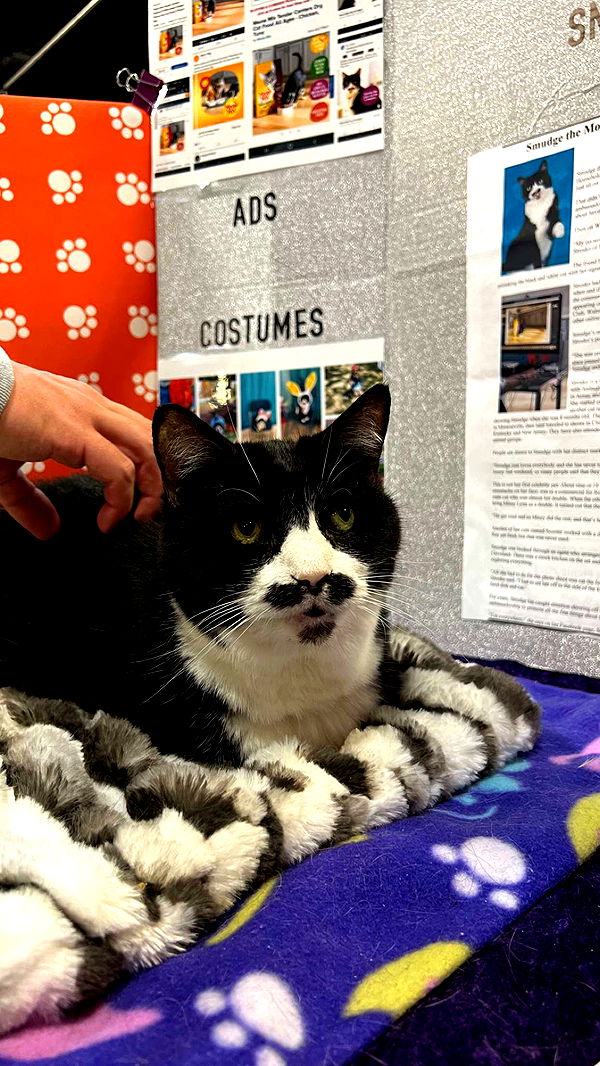 carmmieecat image ~ Altpins