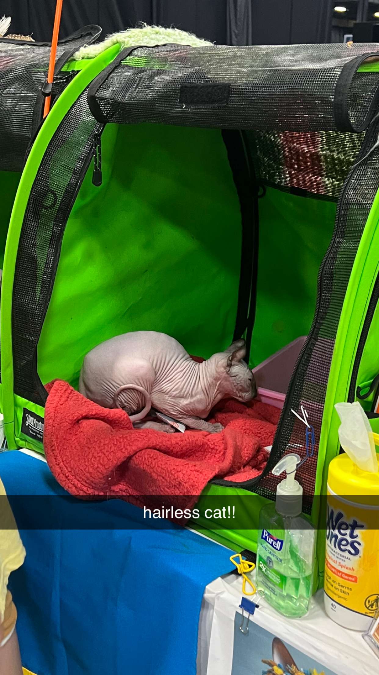 carmmieecat snapchat image archive image