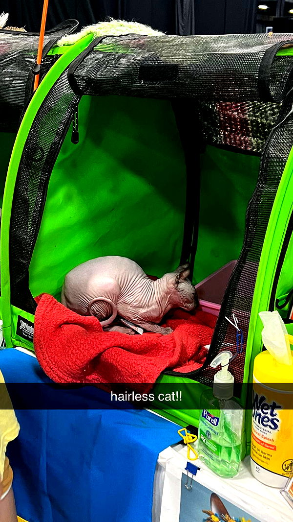 carmmieecat image ~ Altpins