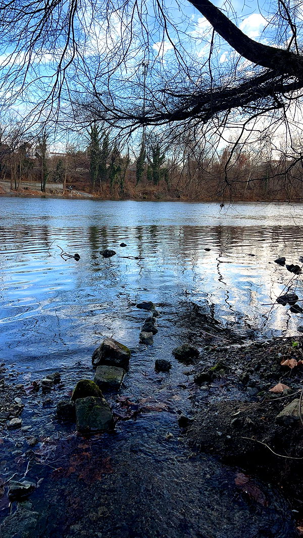 carmmieecat image ~ Altpins