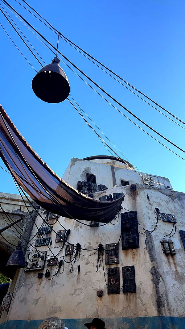 carmmieecat image ~ Altpins