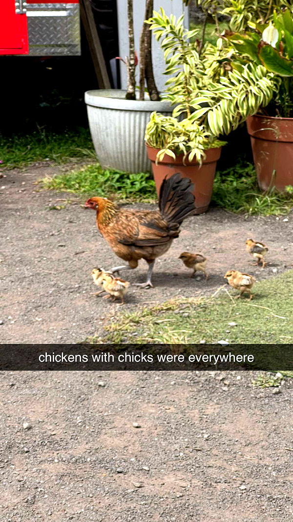 carmmieecat image ~ Altpins