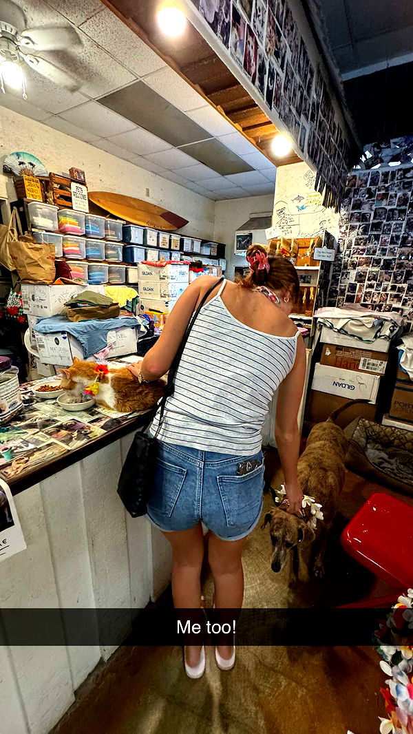 carmmieecat image ~ Altpins